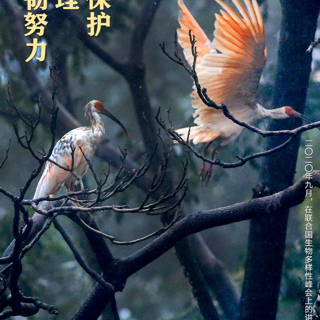 未开锋的军刺
