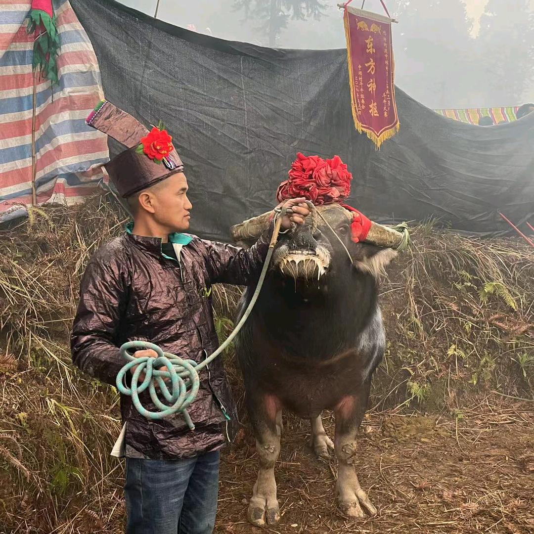 孟桥～农村表哥