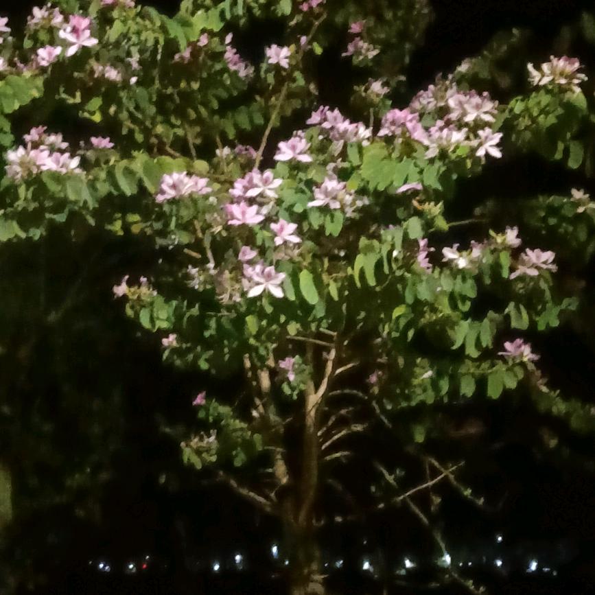 广西妹