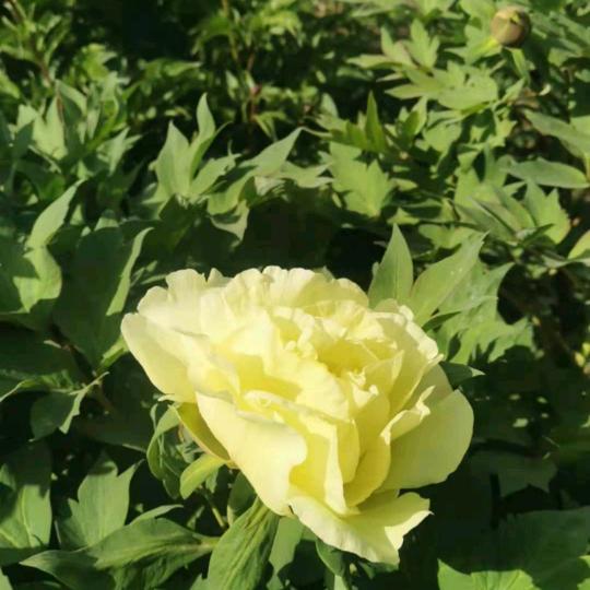 🇨🇳漫步人生🇨🇳