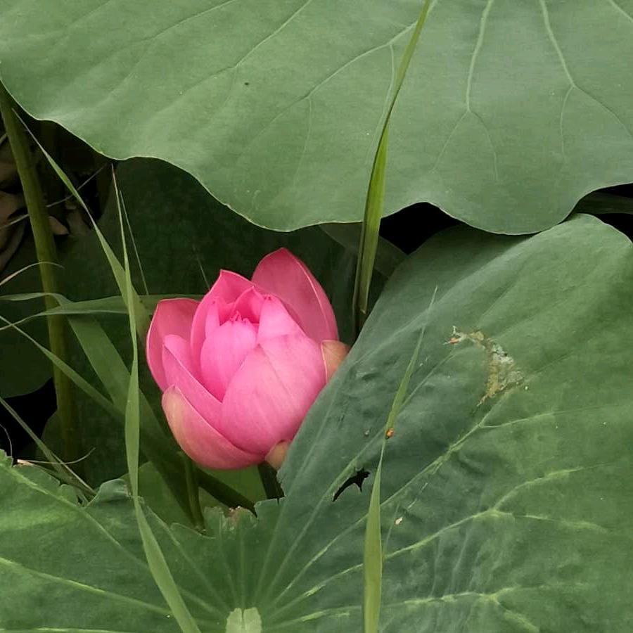 芙蓉