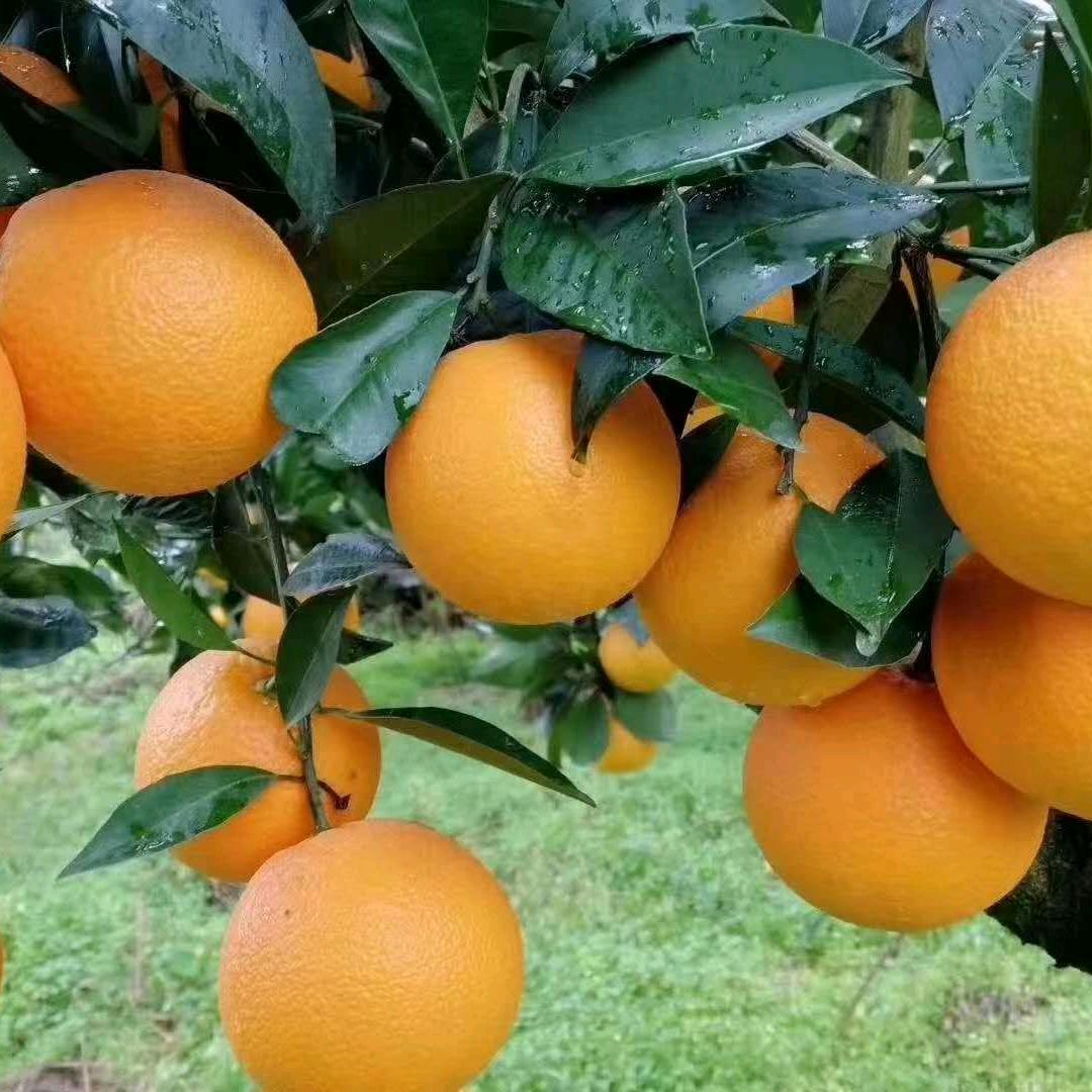 颜🍊橙