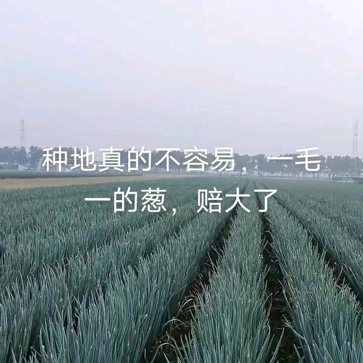干活我是认真地，诚信劳务