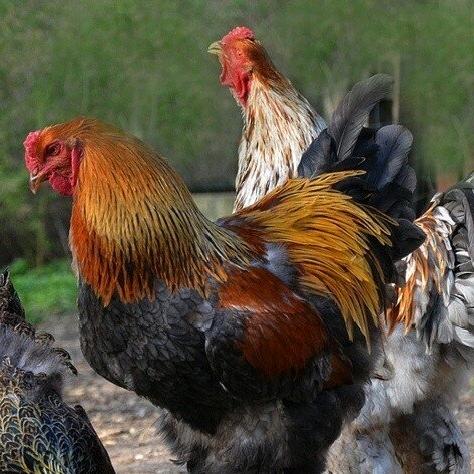 翻毛鸡养殖