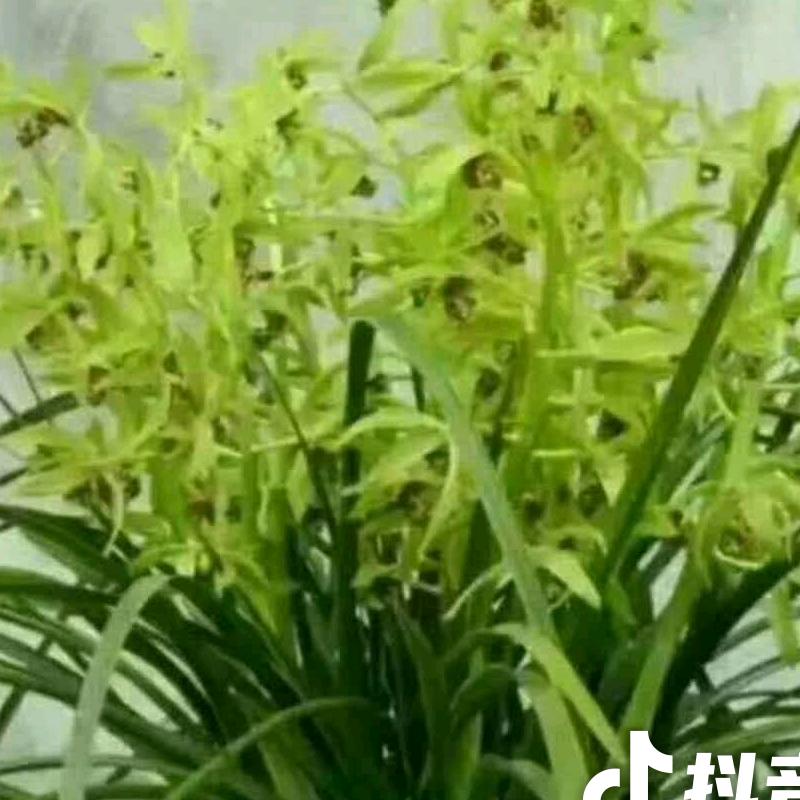 兰香芳草