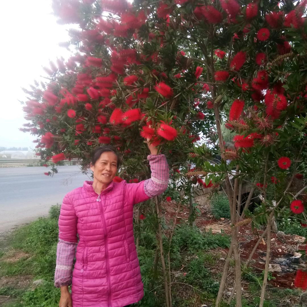 花花妹
