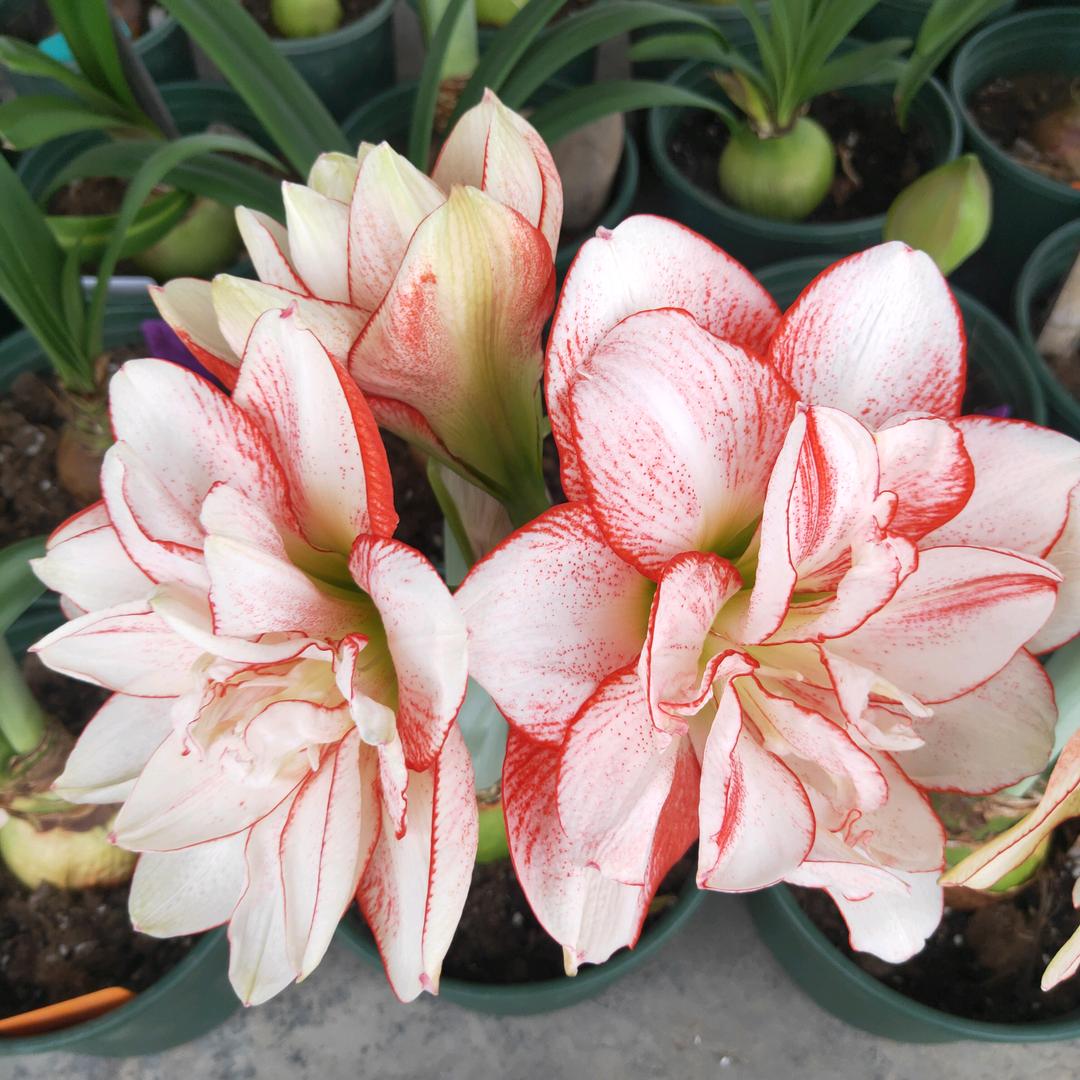 🌸傻猪猪🌸（从化）