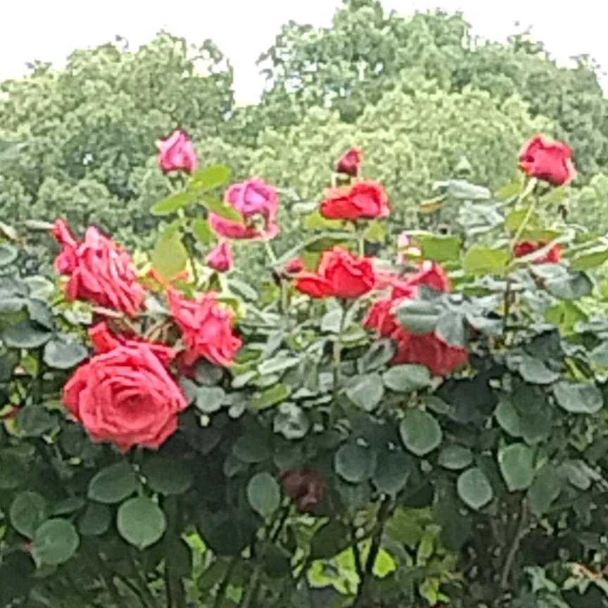 面面圆到，手工芋头园子，手工饺子