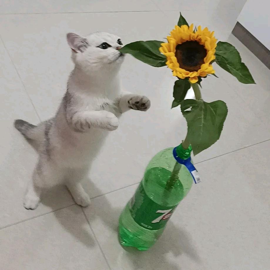 李玉侠