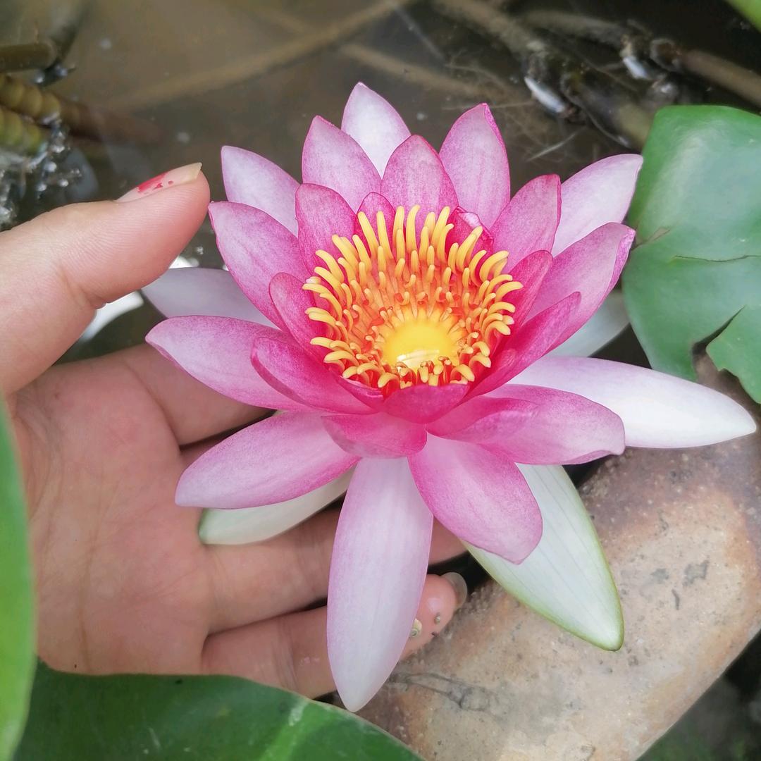 蝴蝶恋上花的美