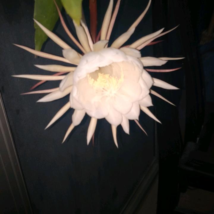 梅