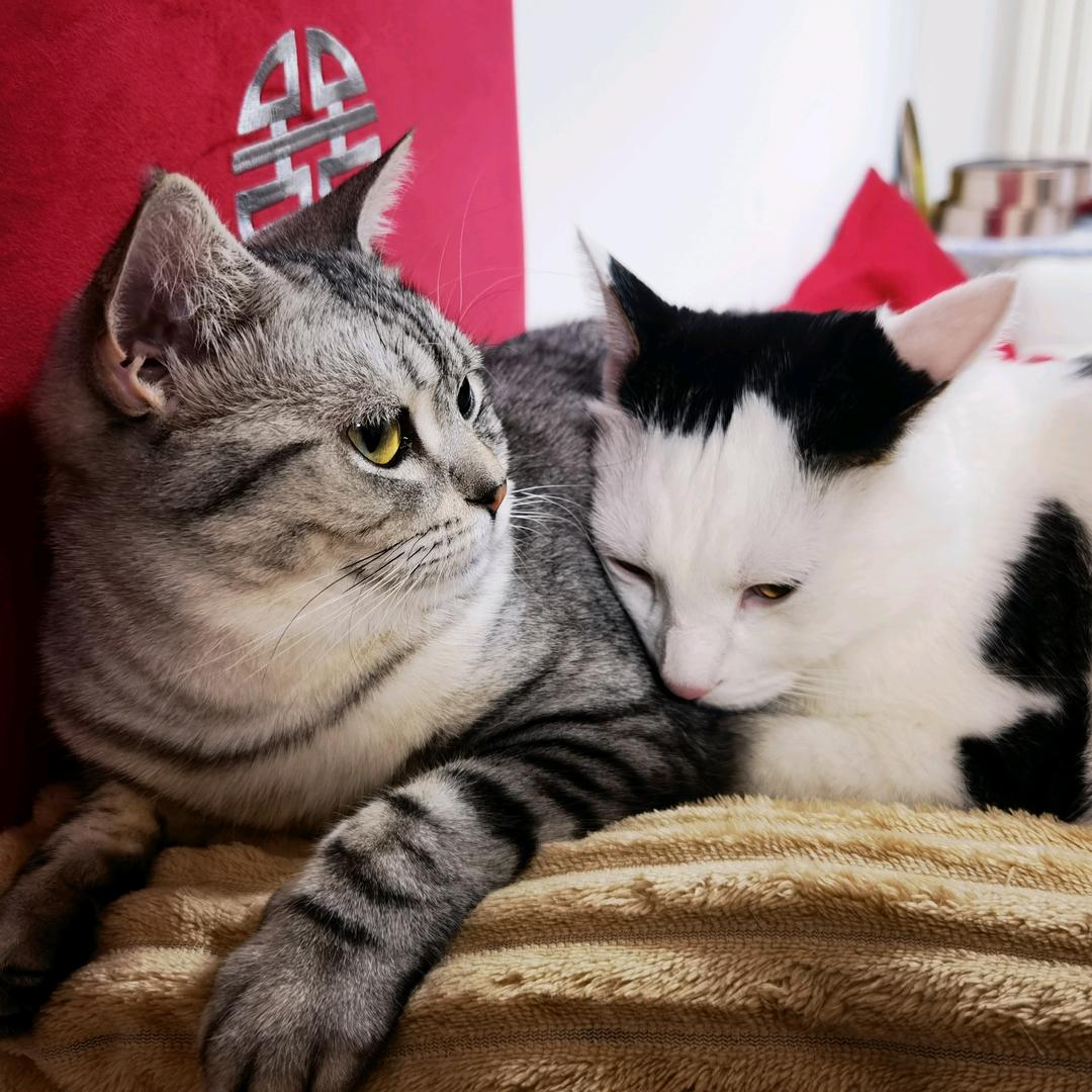 老李和他的猫们