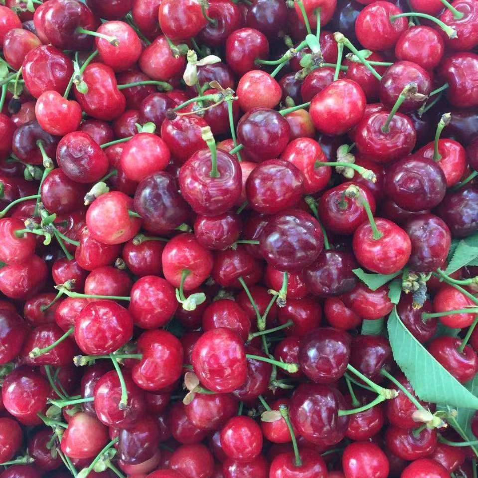 今非昔比（汶川大樱桃）