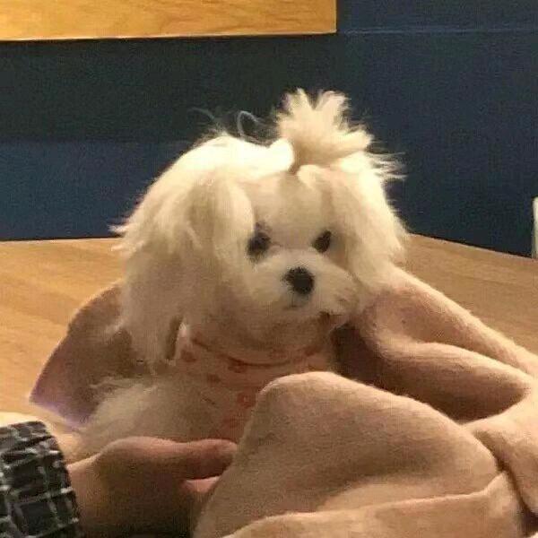 鸡柳爱吃番茄酱