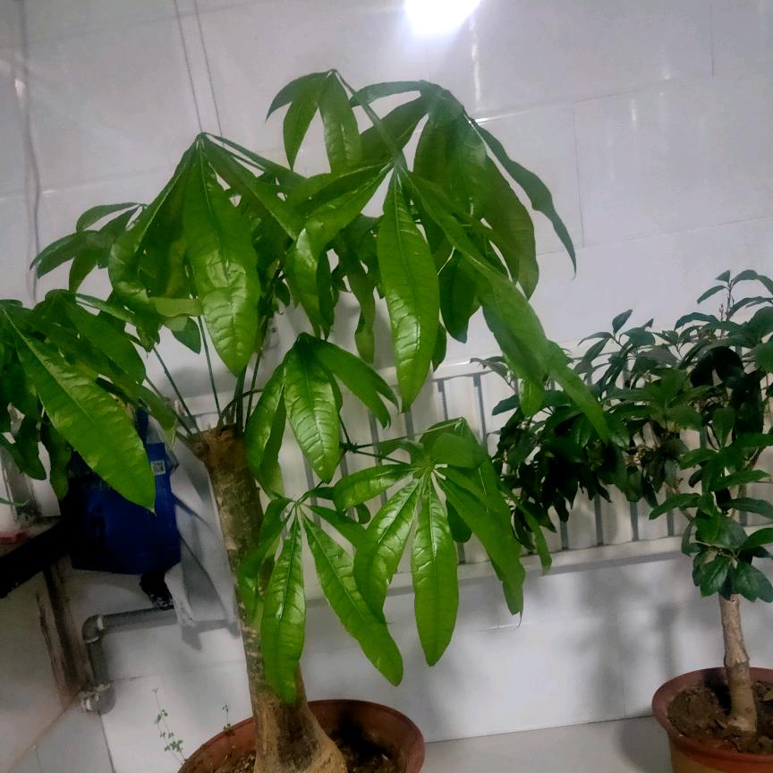 唯一的执着