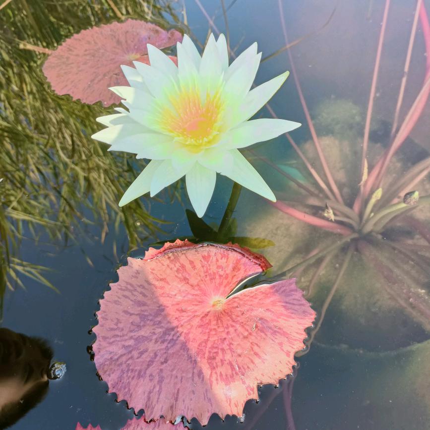 茸茸