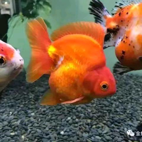 红苹果，仅需十分钟，颈肩腰腿好，轻松眼疗
