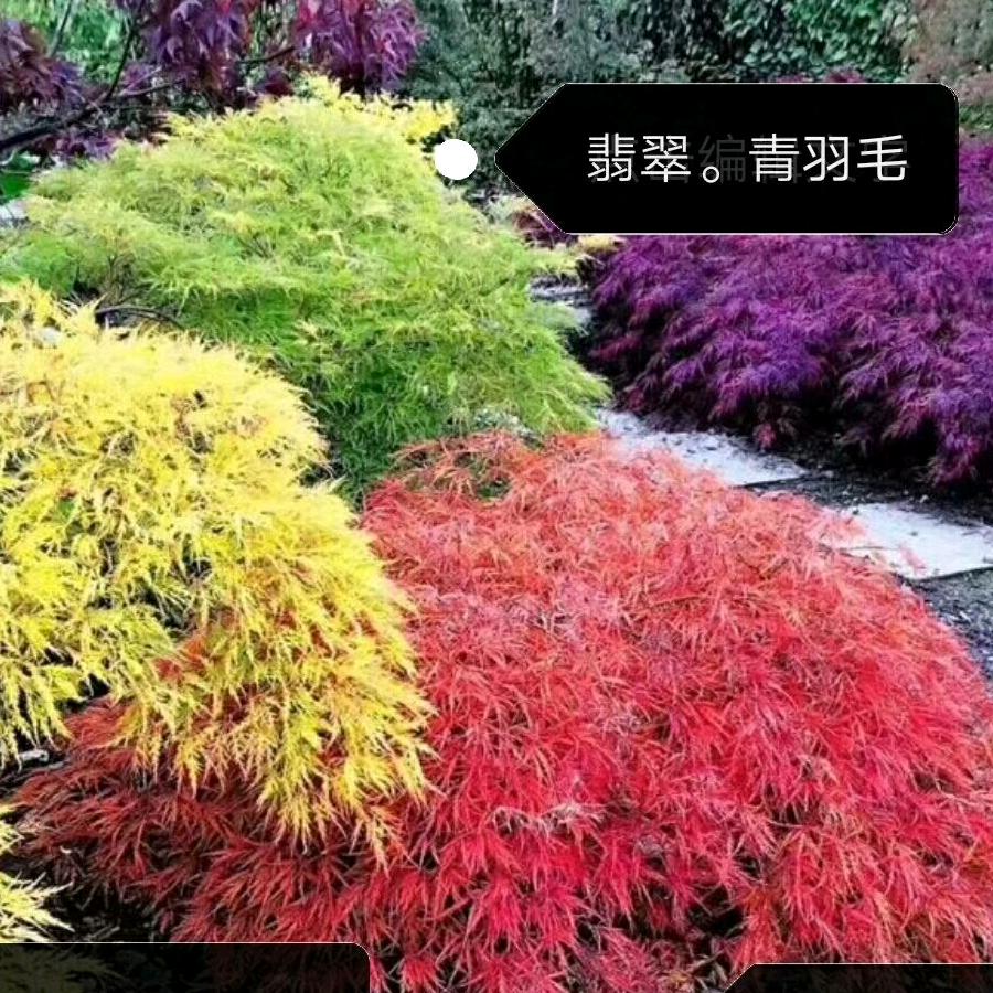 利军花木