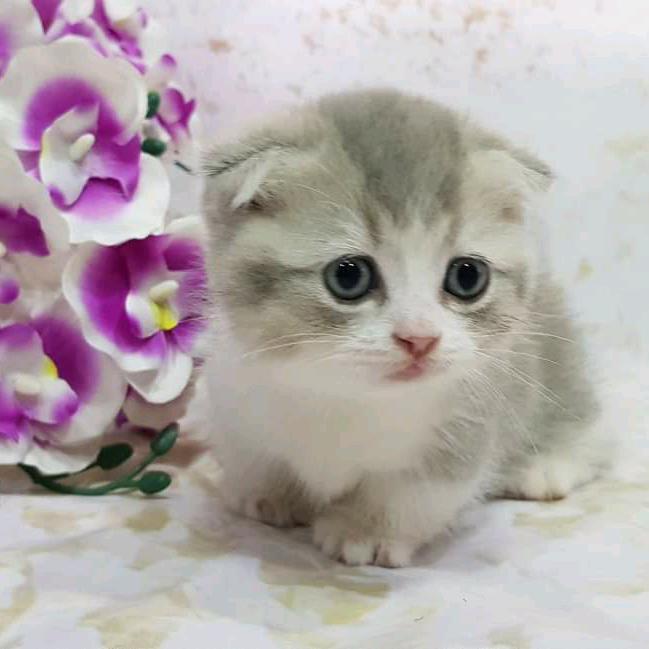 蒋ᥫ᭡້໌ᮨ