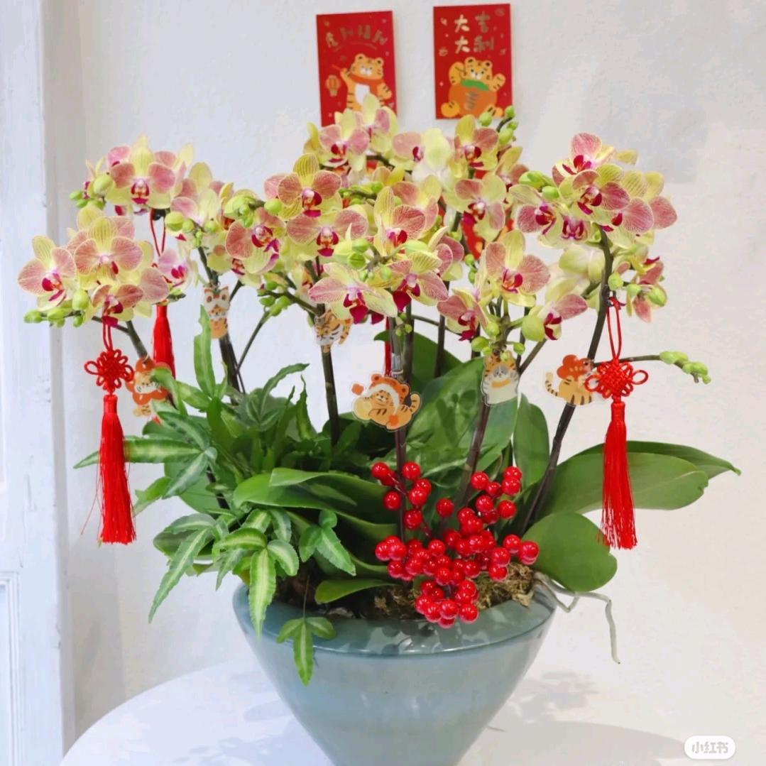 霸州市阳光花卉（绿植租赁养护）