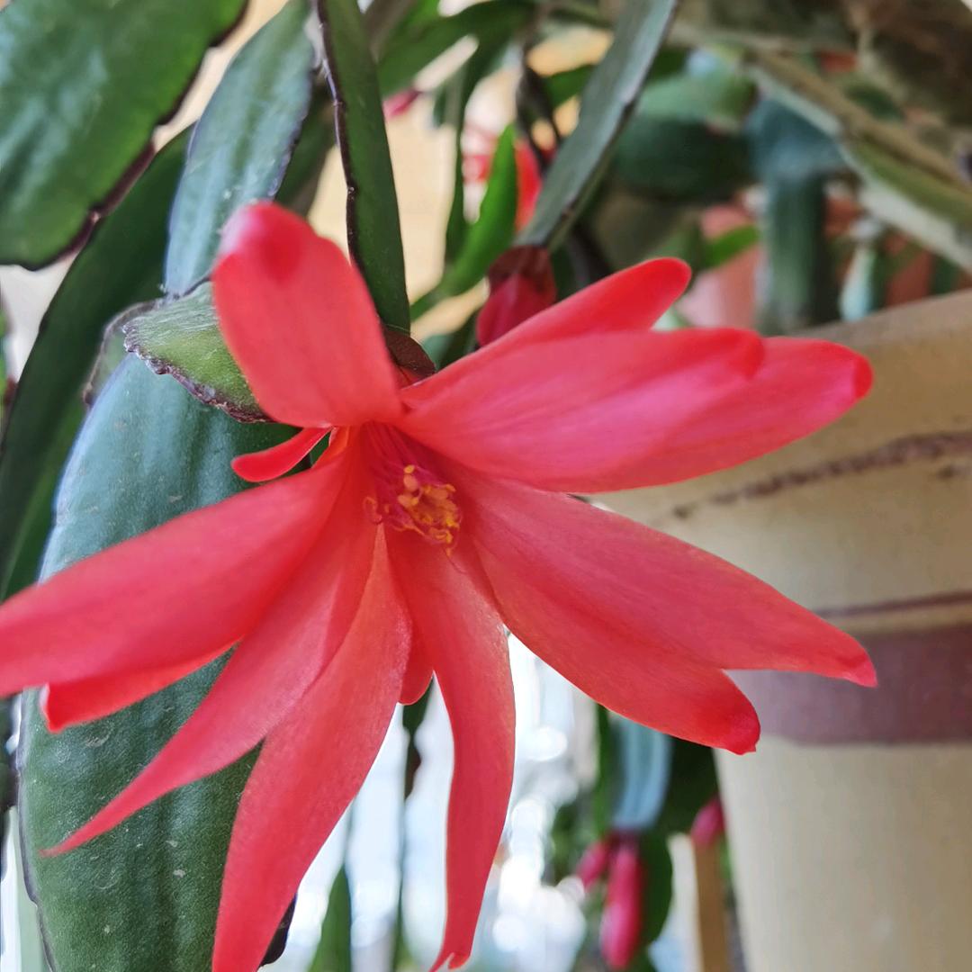 繁星点点（进橱窗）