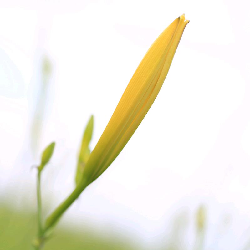 萱草源（绿色田园综合体）