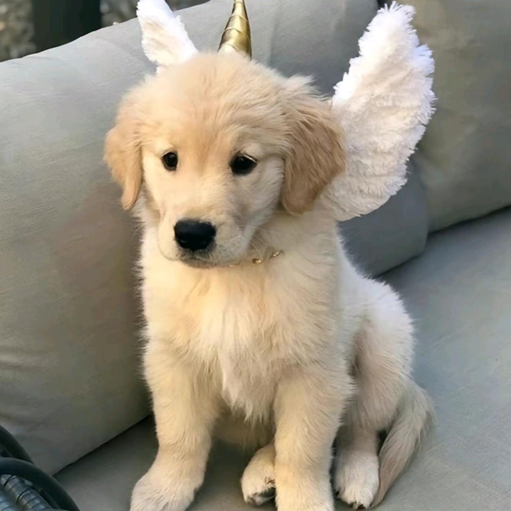 麦恩莉