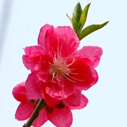 富贵花开