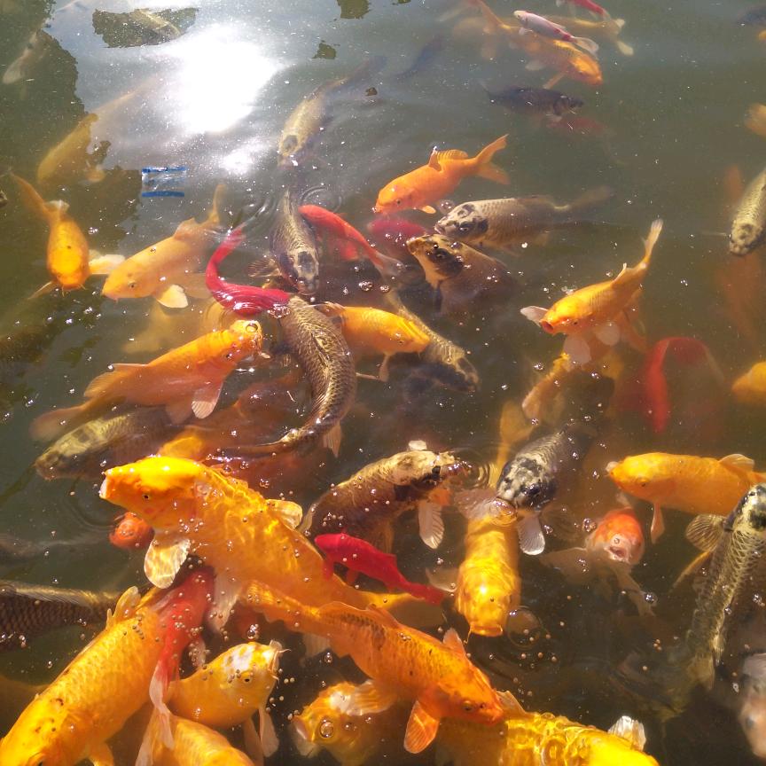 天津捋布《壁布壁纸专业施工》