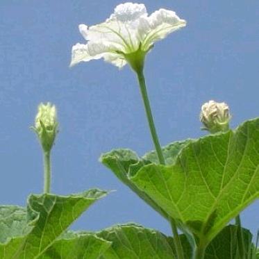 牛牛(扫拍火灸，寒症疼症)