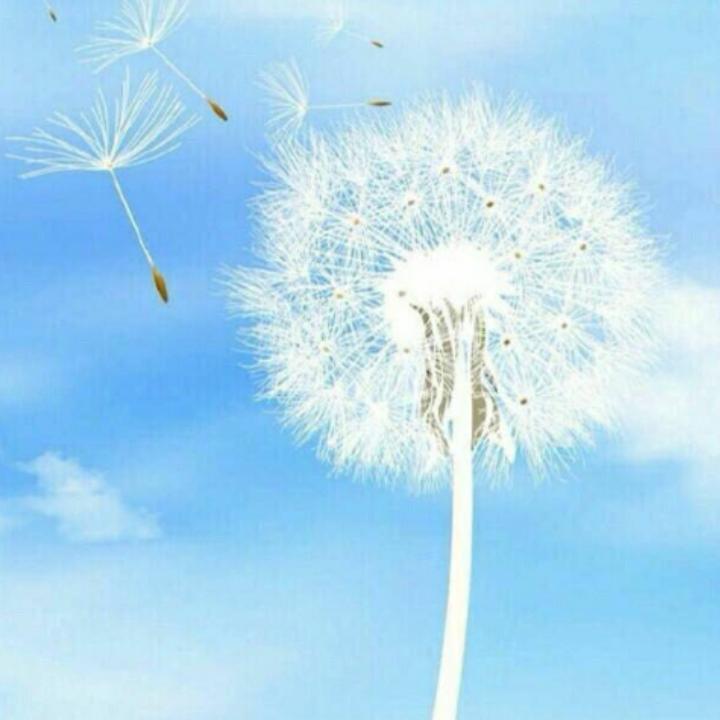 韩屯海龙花轿队——文婷