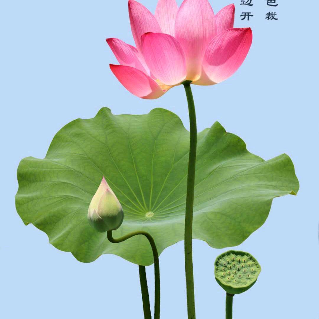 刚歌