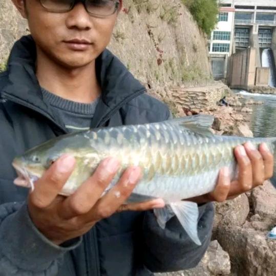 阿海钓鱼