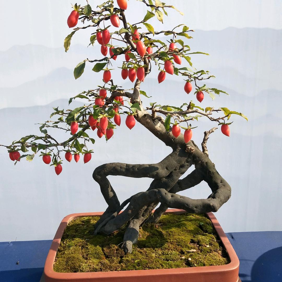 小骆花卉盆景种植园