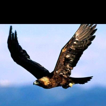 🇨🇳飞鹰（A)🍁