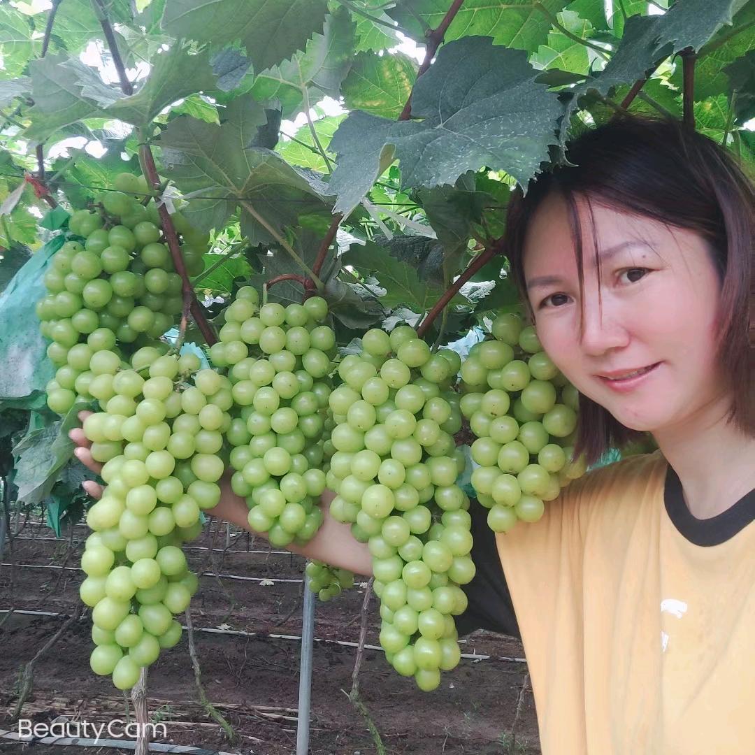 凯集生态农业