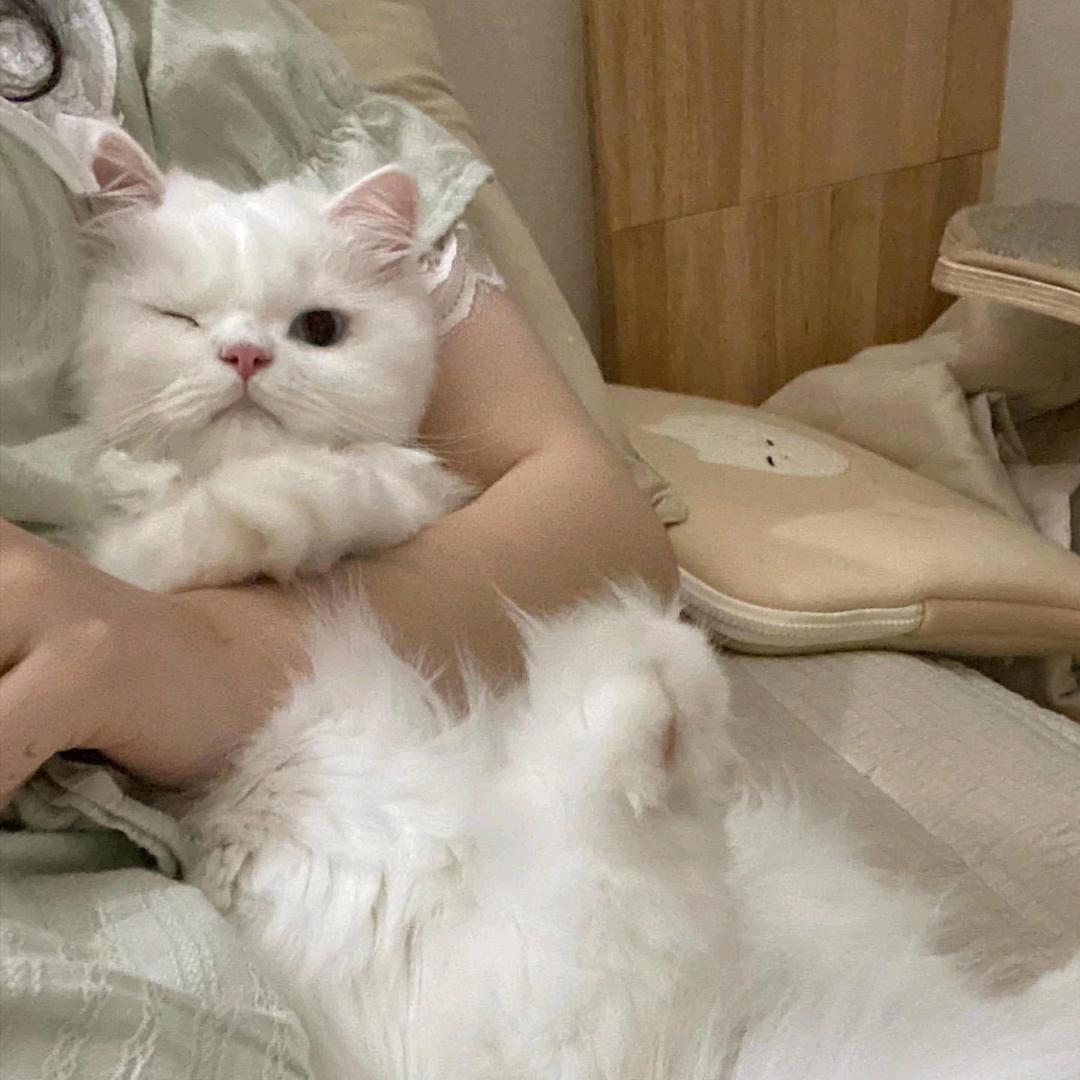 叶子-