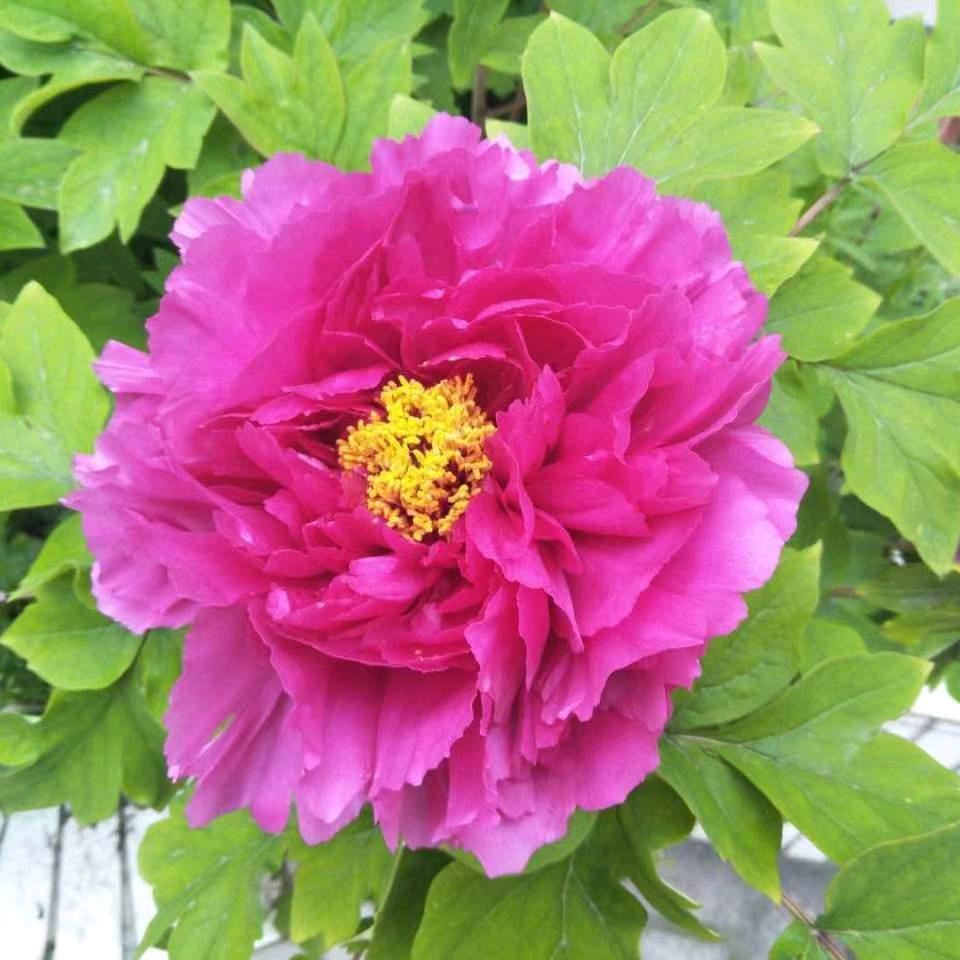 🌹平安🌹