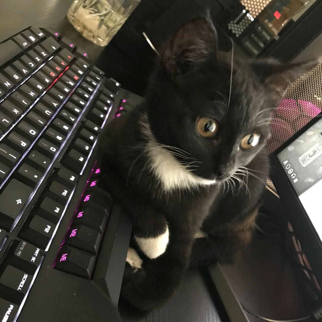 御前三品带猫侍卫