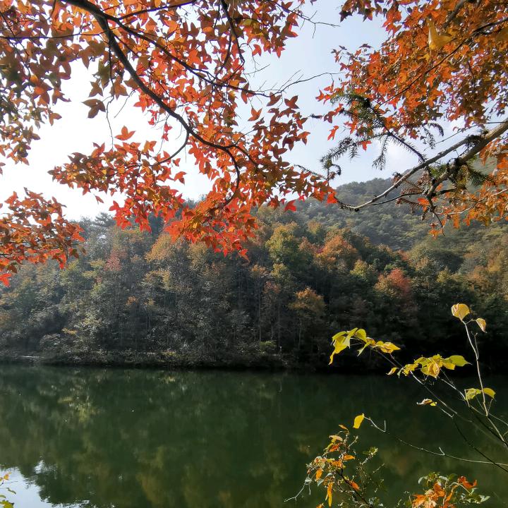 橙子