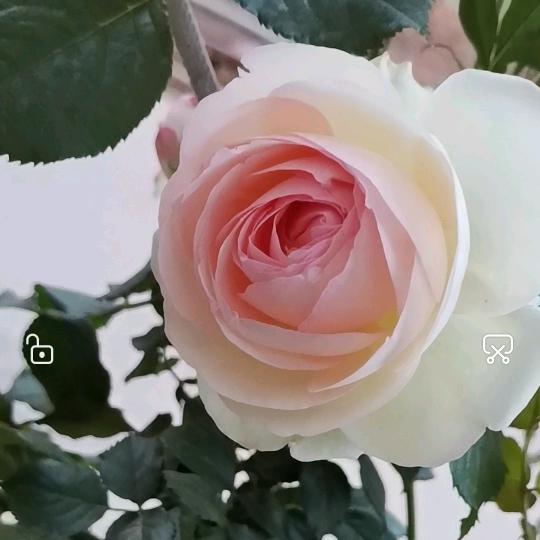 柏克/康宝整装定制🍀