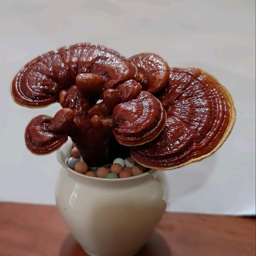 紫灵芝