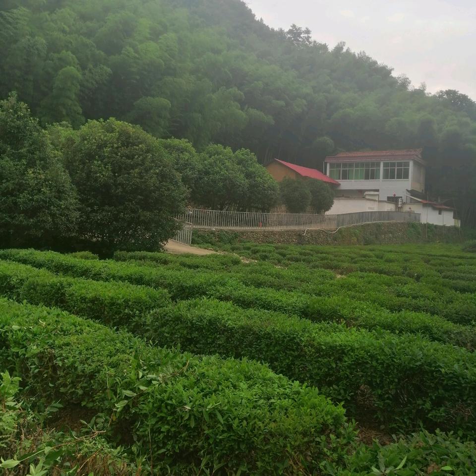 小叶瓜片