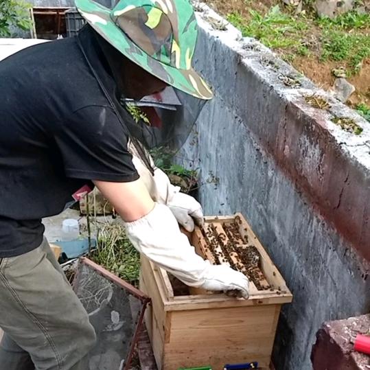 龙哥养蜂