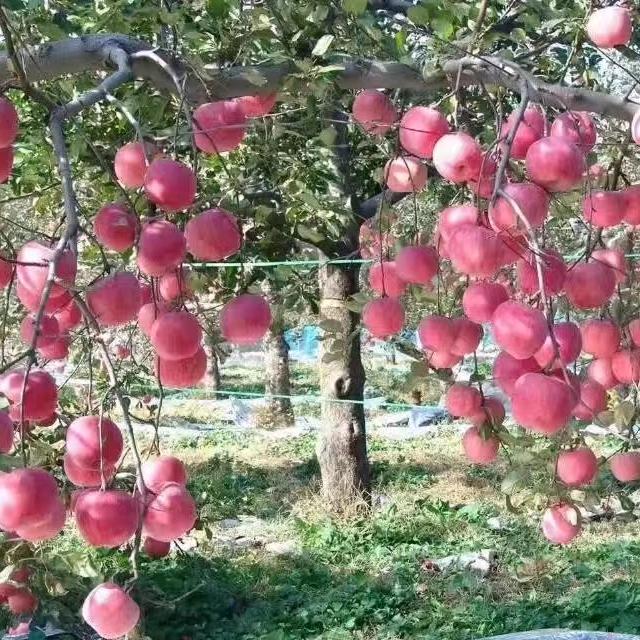 寺河农机修理