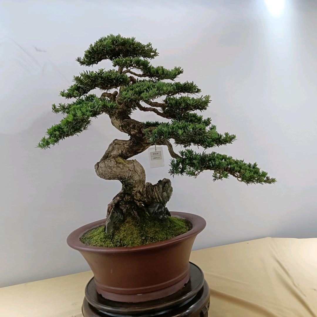 宁波市江北慈城景荣园艺经营部