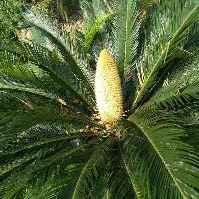 原来……