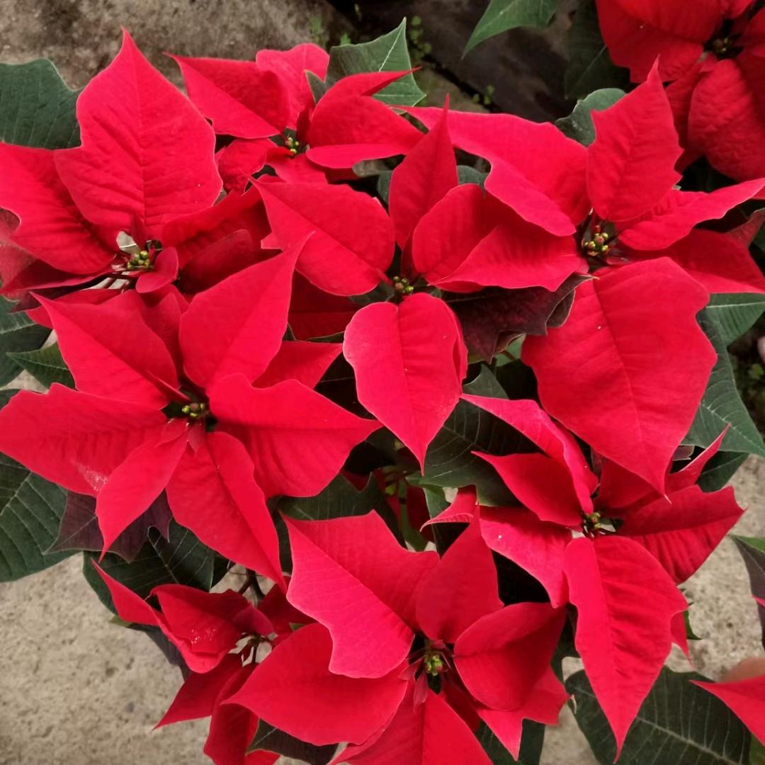 卖花花的兵嫂子