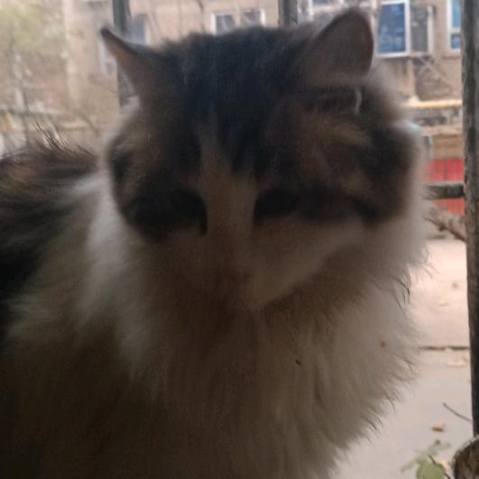 猫奶奶