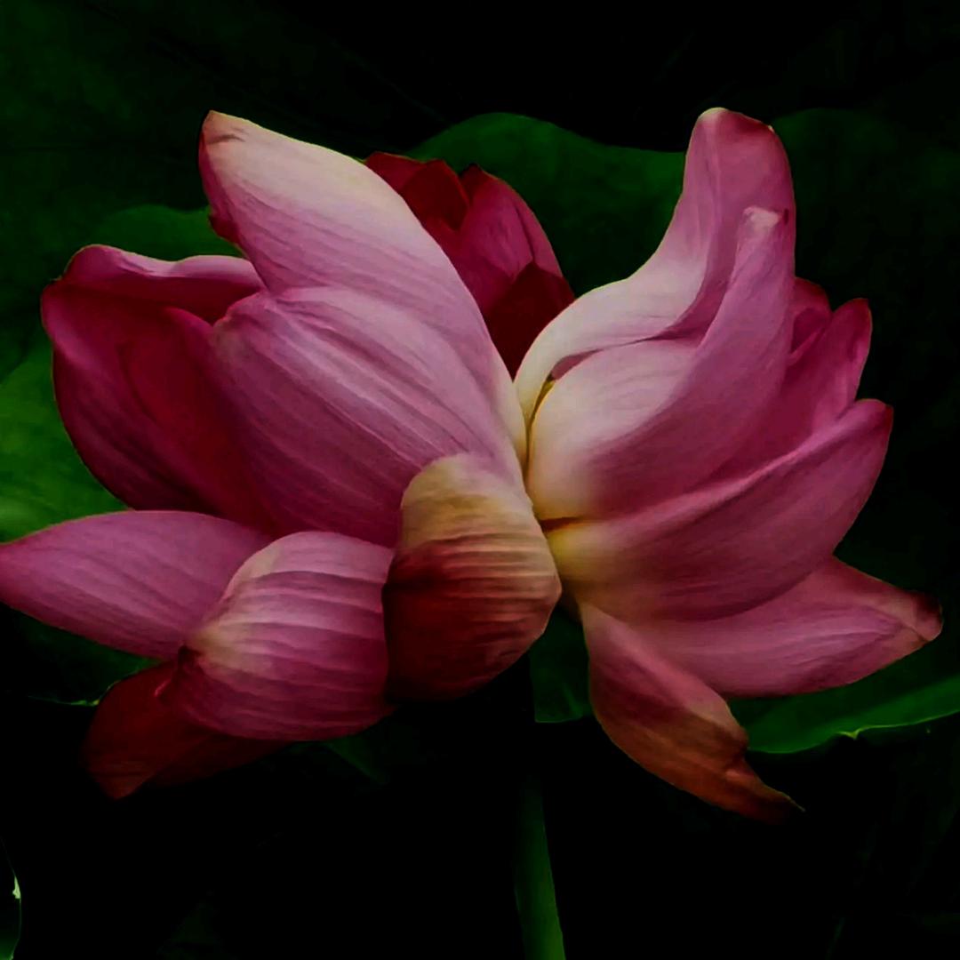 莲花庄主（拒绝私聊）